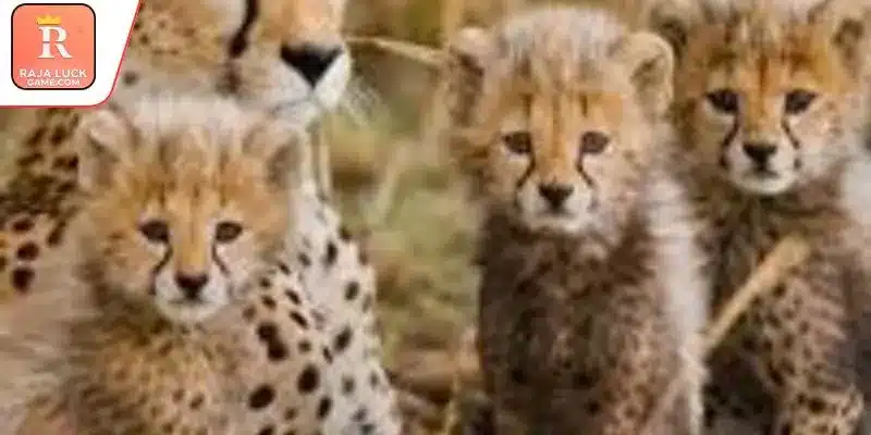 Conservation success highlighted in Kuno cheetah cubs born update