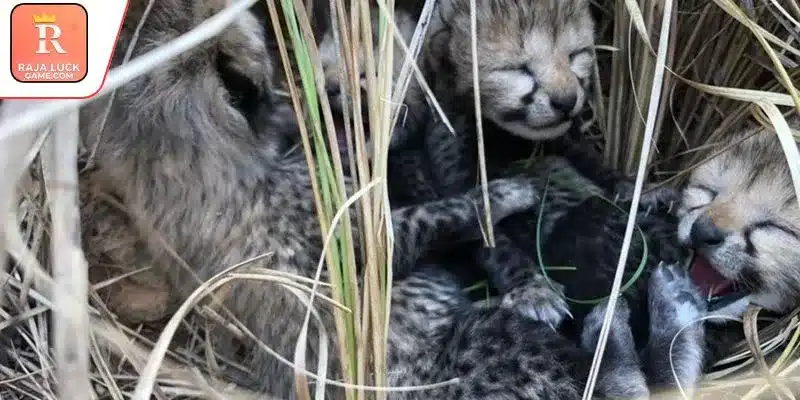 Key facts explaining recent developments in wildlife conservation efforts