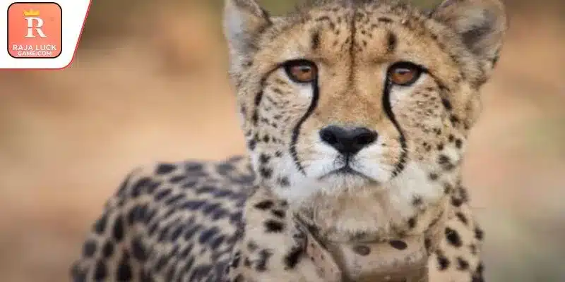 New births support long-term goals for species population recovery